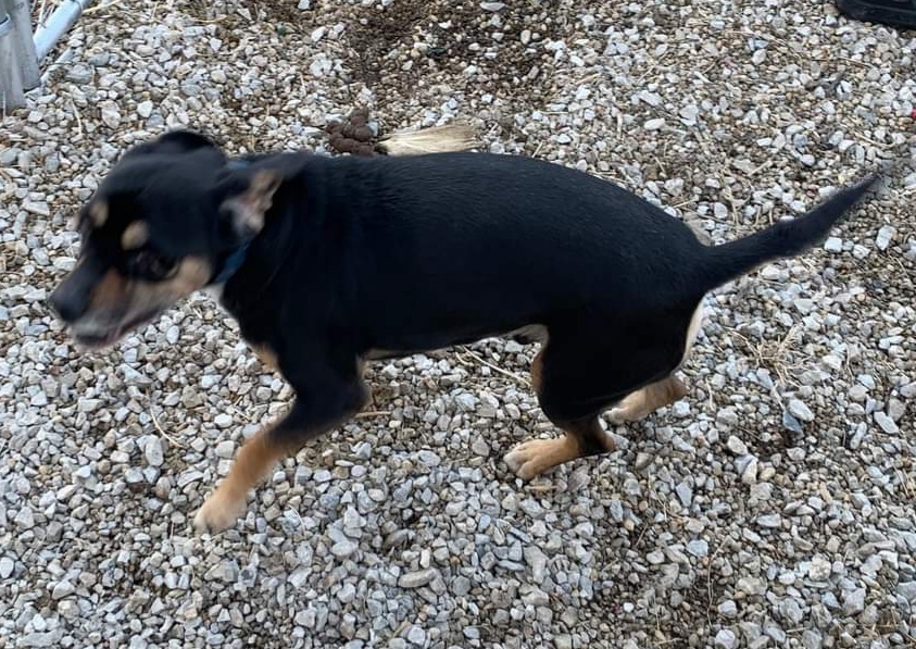 Sinny, an adoptable Beagle, Hound in Waterloo, IL, 62298 | Photo Image 2