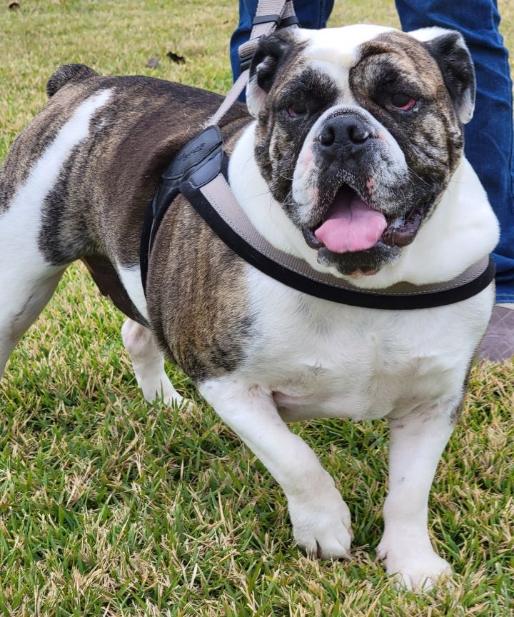 Bella, an adoptable English Bulldog in Cantonment, FL_image-1