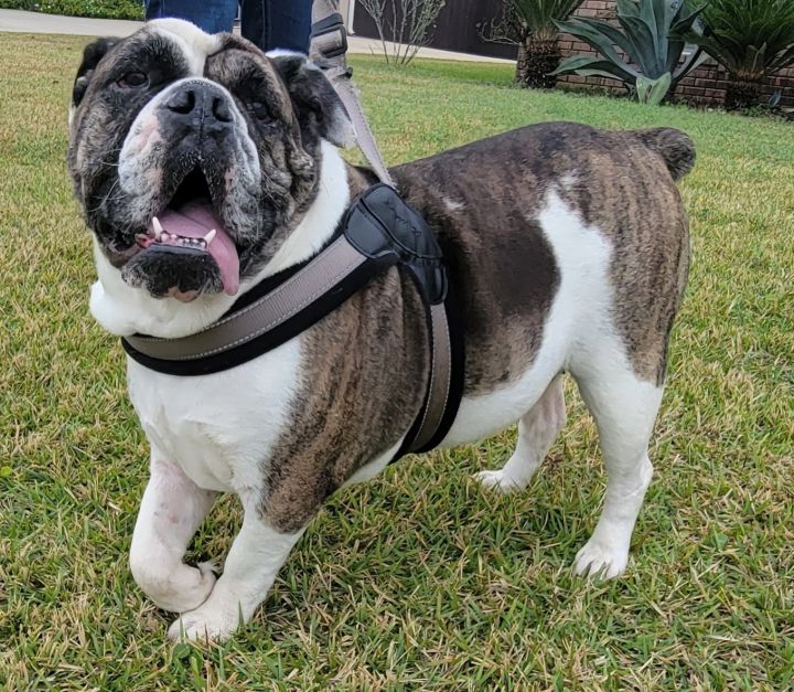 Bella, an adoptable English Bulldog in Cantonment, FL_image-2