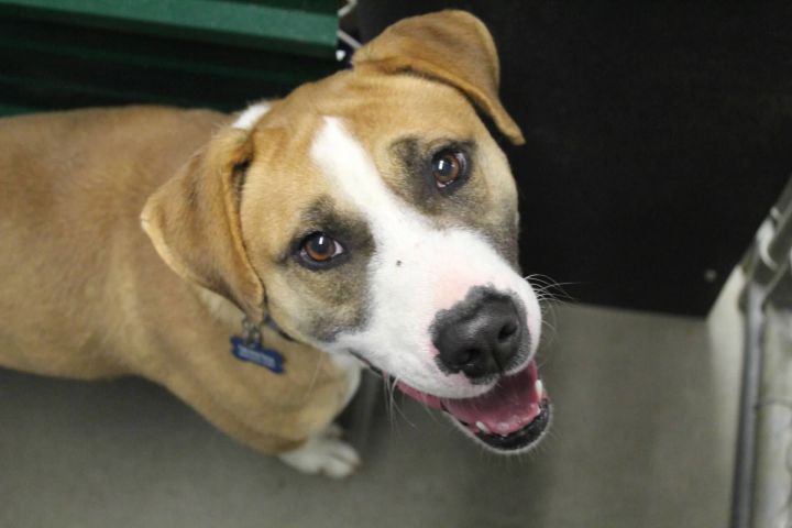 Eddie, an adoptable Pit Bull Terrier & Boxer Mix in Pierre, SD_image-1