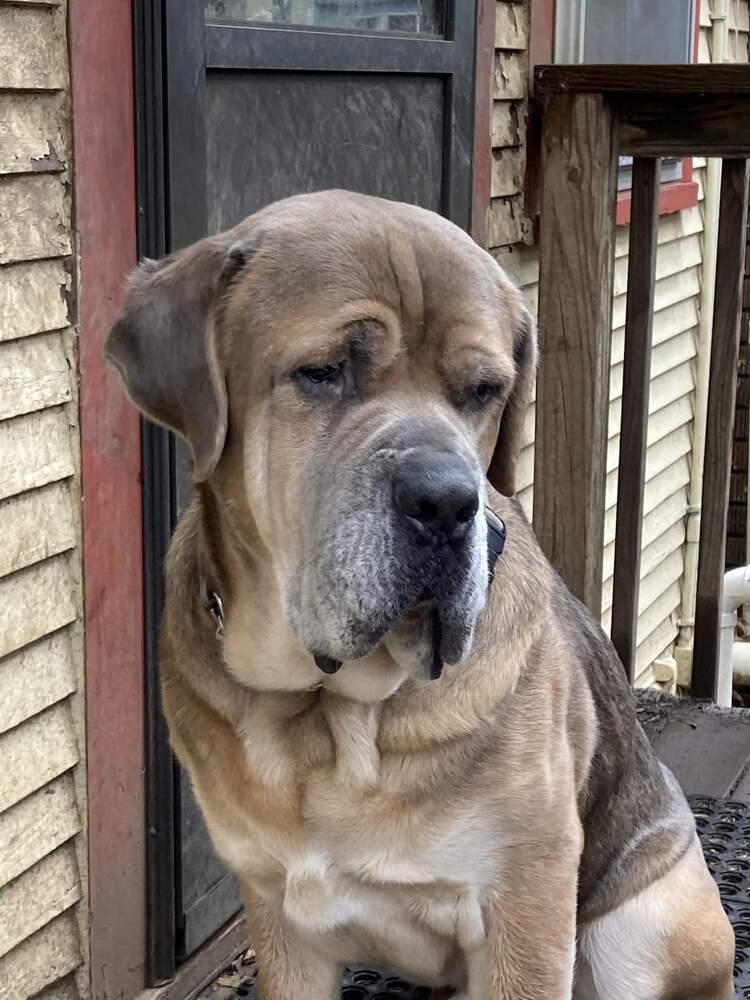 Zeus, an adoptable Bullmastiff in South Bend, IN, 46660 | Photo Image 2