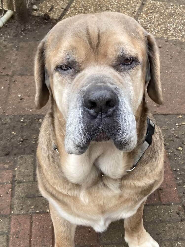 Zeus, an adoptable Bullmastiff in South Bend, IN, 46660 | Photo Image 3