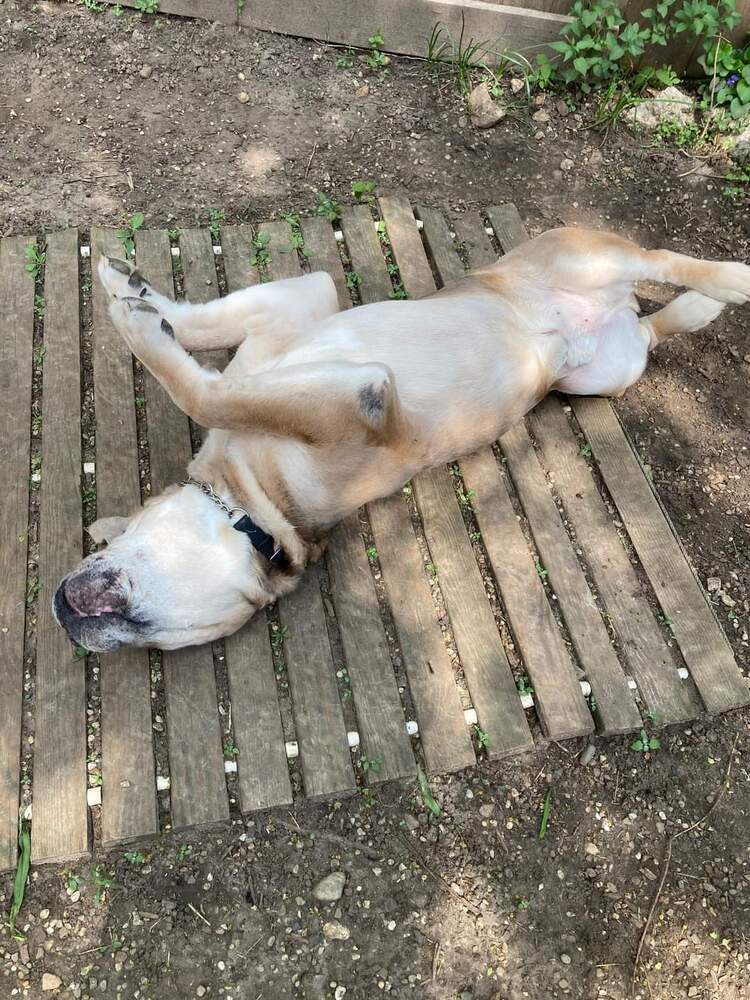 Zeus, an adoptable Bullmastiff in South Bend, IN, 46660 | Photo Image 4