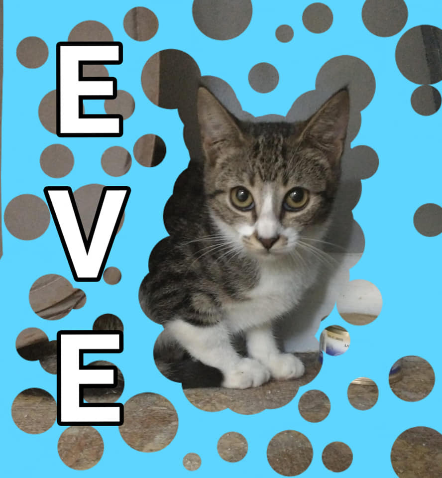 Eve, an adoptable Domestic Short Hair in Ocala, FL, 34475 | Photo Image 1