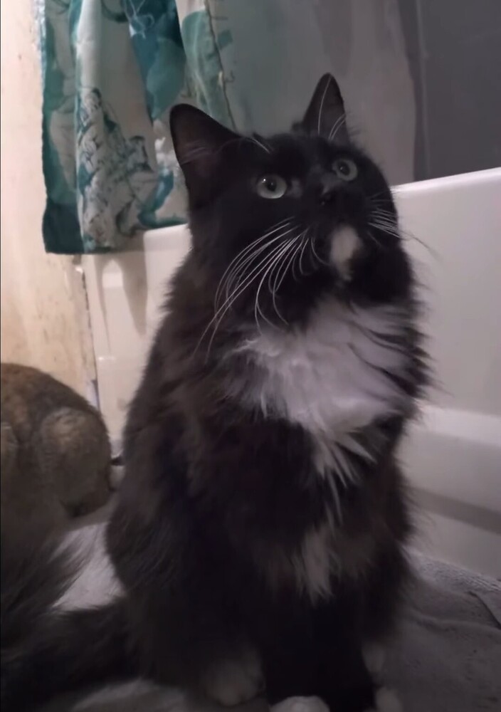 Moon, an adoptable Domestic Long Hair, Maine Coon in Ocala, FL, 34475 | Photo Image 1