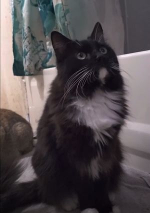 Moon, Adult Female unknown