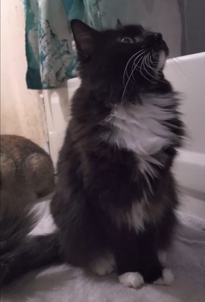Moon, an adoptable Domestic Long Hair, Maine Coon in Ocala, FL, 34475 | Photo Image 2