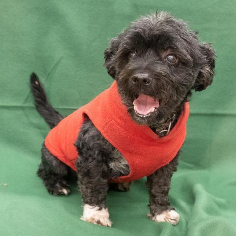SCOTTY, an adoptable Terrier in Point Richmond, CA_image-3