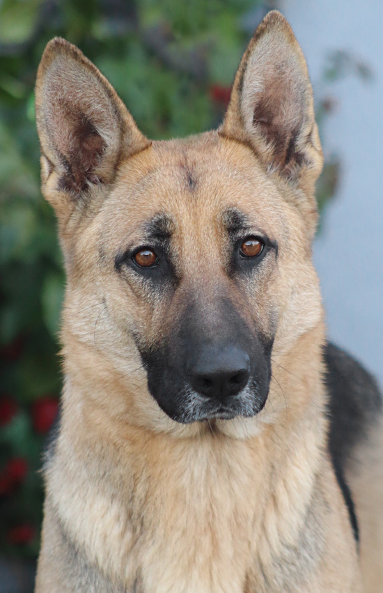 Dog For Adoption Mila Von Miellen A German Shepherd Dog In Los Angeles Ca Petfinder
