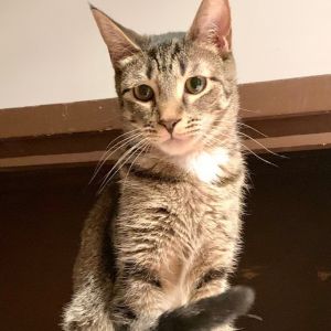 Petfinder best sale lost cat