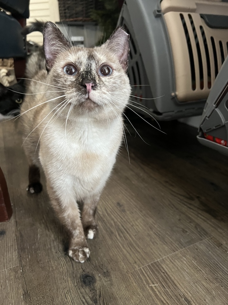 SISSY-FIV+, an adoptable Domestic Short Hair, Siamese in Burlington, NC, 27215 | Photo Image 5