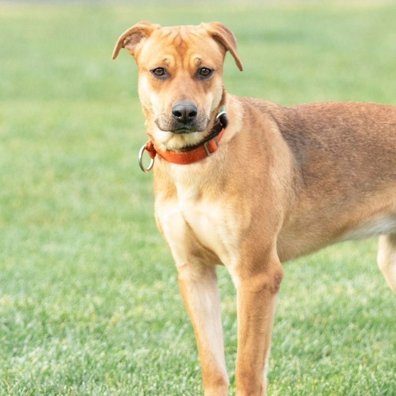 Bonnie, an adoptable German Shepherd Dog, Pit Bull Terrier in Concord, CA, 94518 | Photo Image 1
