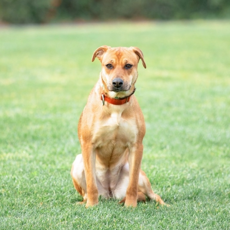 Bonnie, an adoptable German Shepherd Dog, Pit Bull Terrier in Concord, CA, 94518 | Photo Image 2