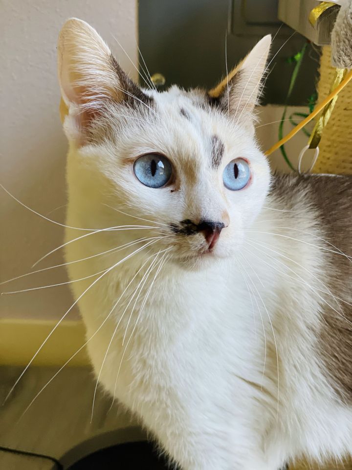 Muffin, an adopted Siamese & Domestic Short Hair Mix in Jacksonville, OR_image-2