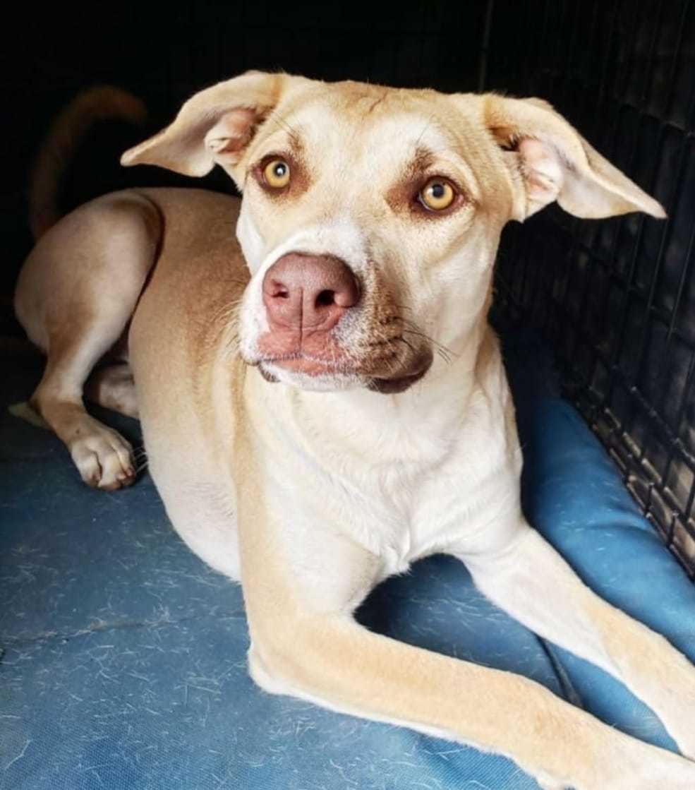 Honey Pie, an adoptable Shepherd, Pit Bull Terrier in Corona, CA, 92883 | Photo Image 2