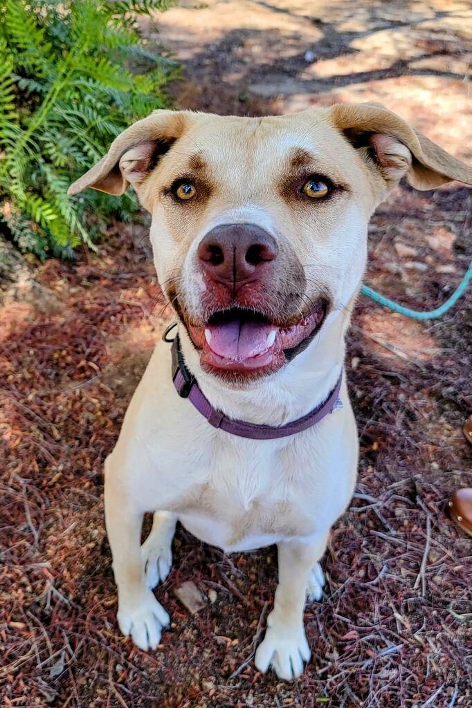 Honey Pie, an adoptable Shepherd, Pit Bull Terrier in Corona, CA, 92883 | Photo Image 3