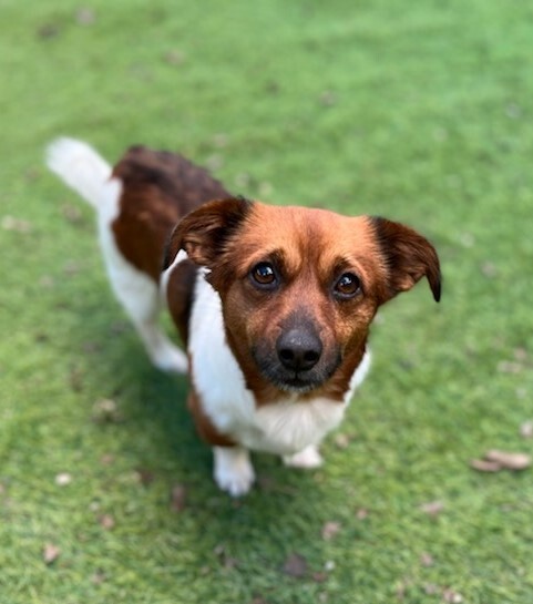 Dog For Adoption Scrappy Doo A Corgi Terrier Mix In Southport Ct Petfinder