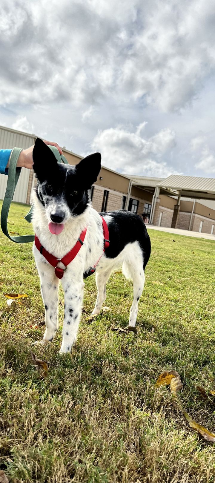Christmas , an adopted Border Collie & Canaan Dog Mix in Uvalde, TX_image-1
