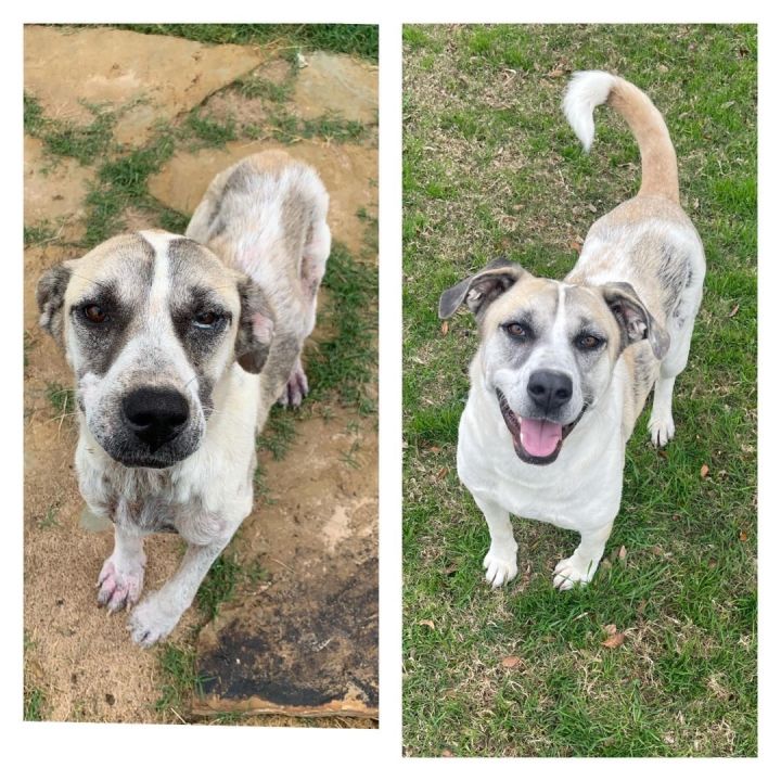 Princess , an adoptable Catahoula Leopard Dog & Great Pyrenees Mix in Farmersville, TX_image-1