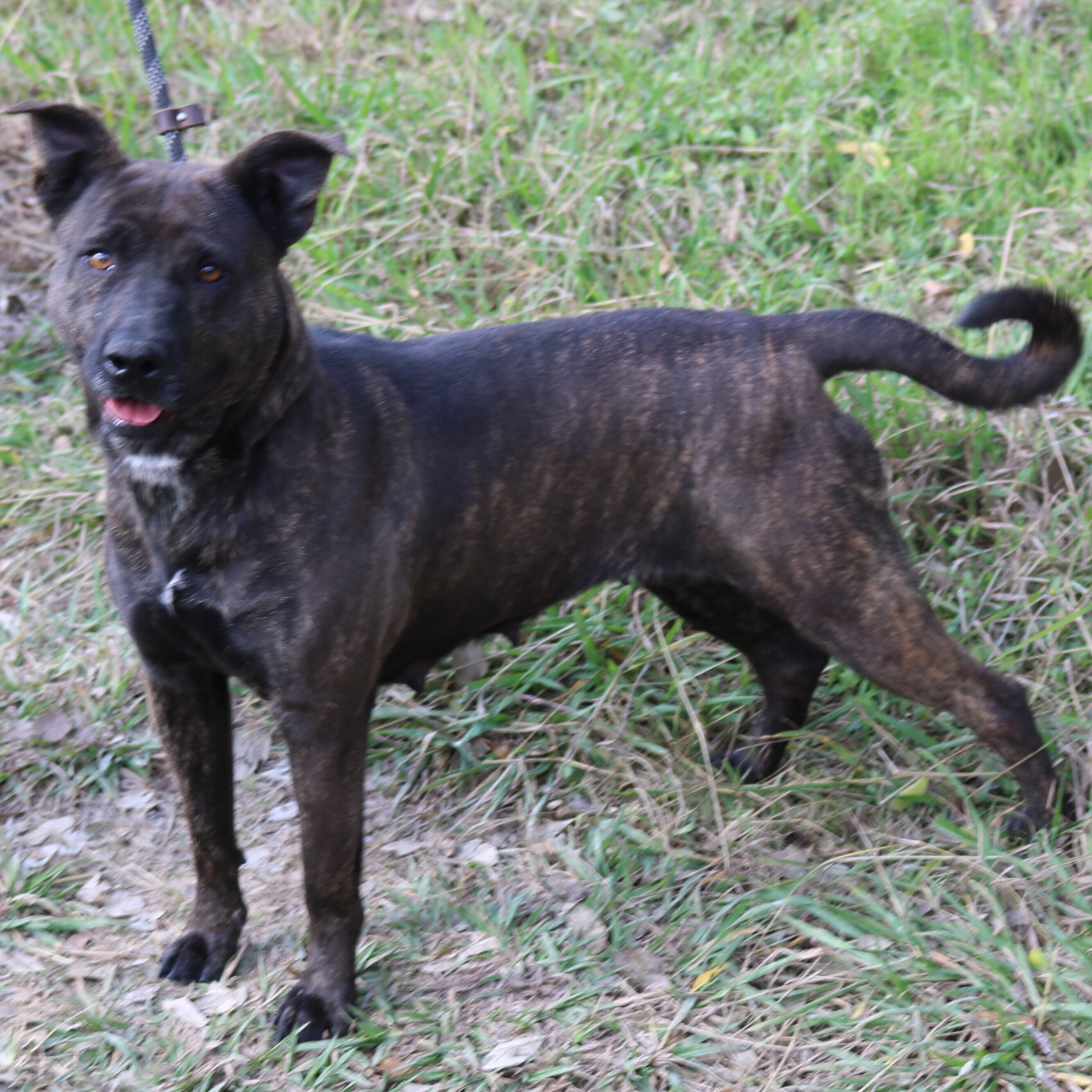 Brindle best sale basenji mix