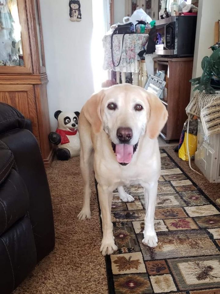 Buster, an adoptable Yellow Labrador Retriever Mix in Cedar Rapids, IA_image-3