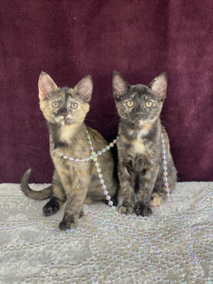HERSHEY and JELLYBEAN, an adoptable Domestic Short Hair in Flint, TX_image-1