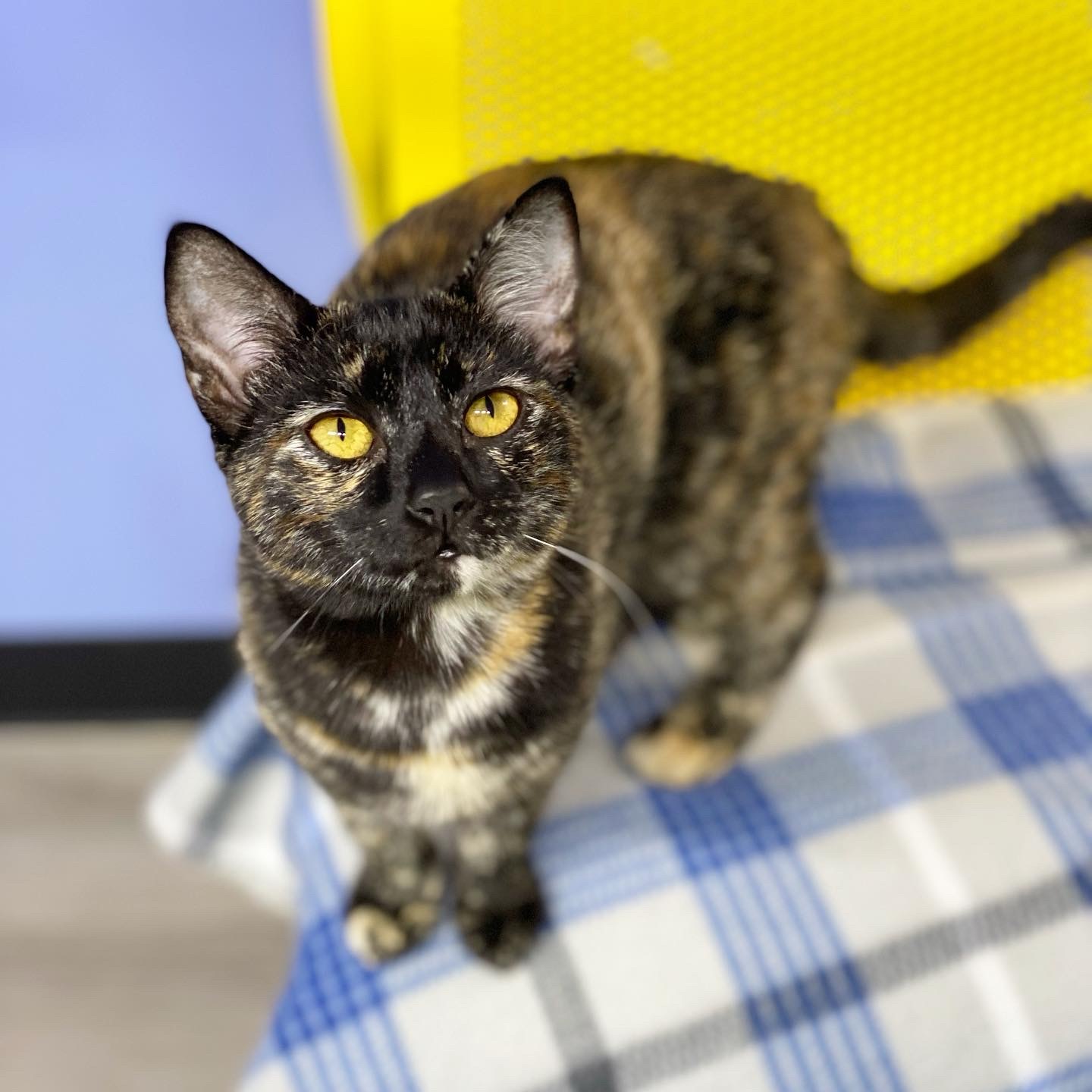 HERSHEY and JELLYBEAN, an adoptable Domestic Short Hair in Flint, TX, 75762 | Photo Image 3