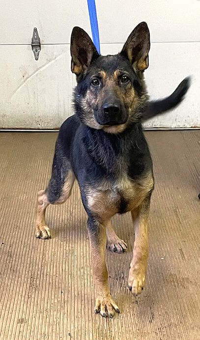 Dog For Adoption Zorra A German Shepherd Dog In Elyria Oh Petfinder