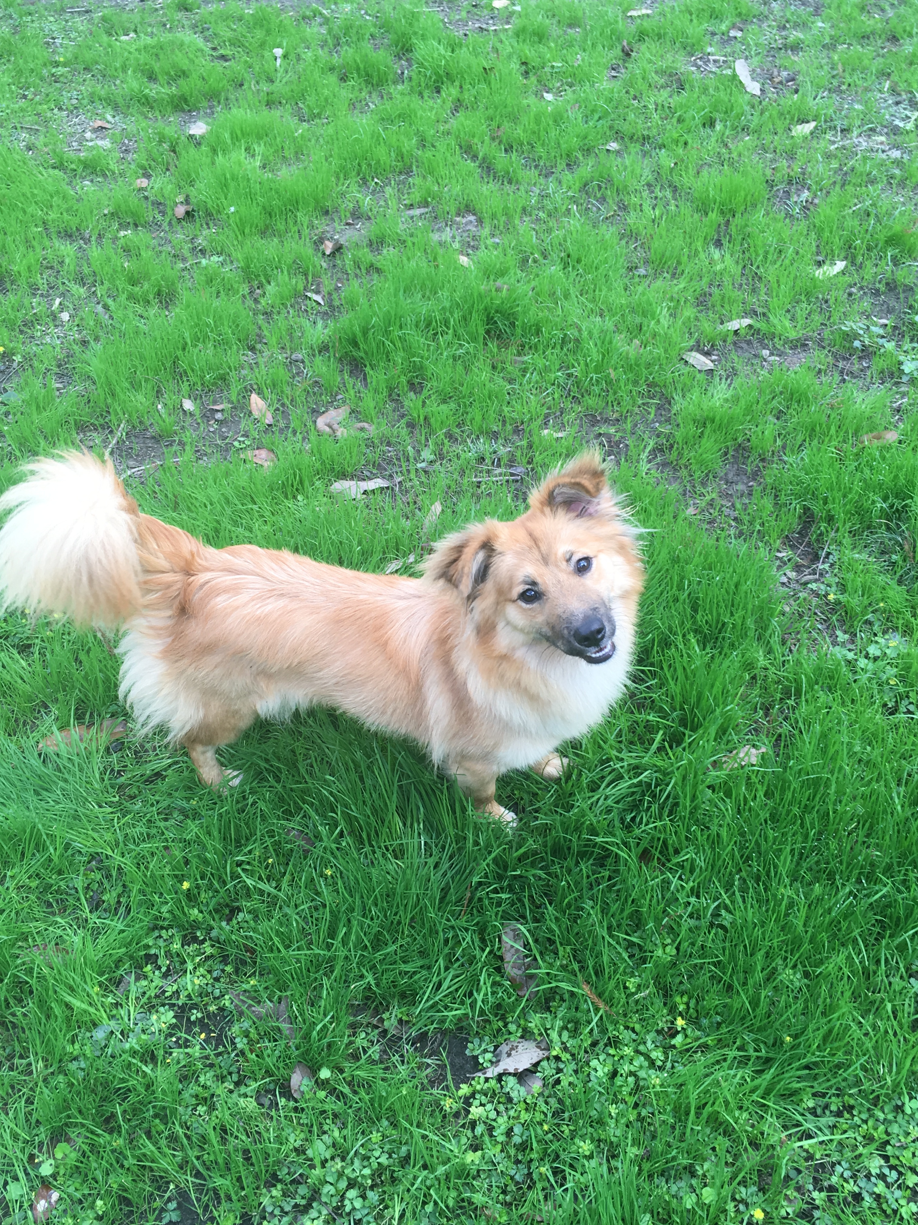 Trina, an adoptable Shetland Sheepdog / Sheltie, Corgi in Walker, LA, 70785 | Photo Image 1