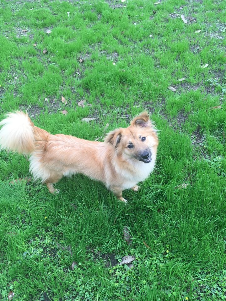 Sheltie corgi sale mix