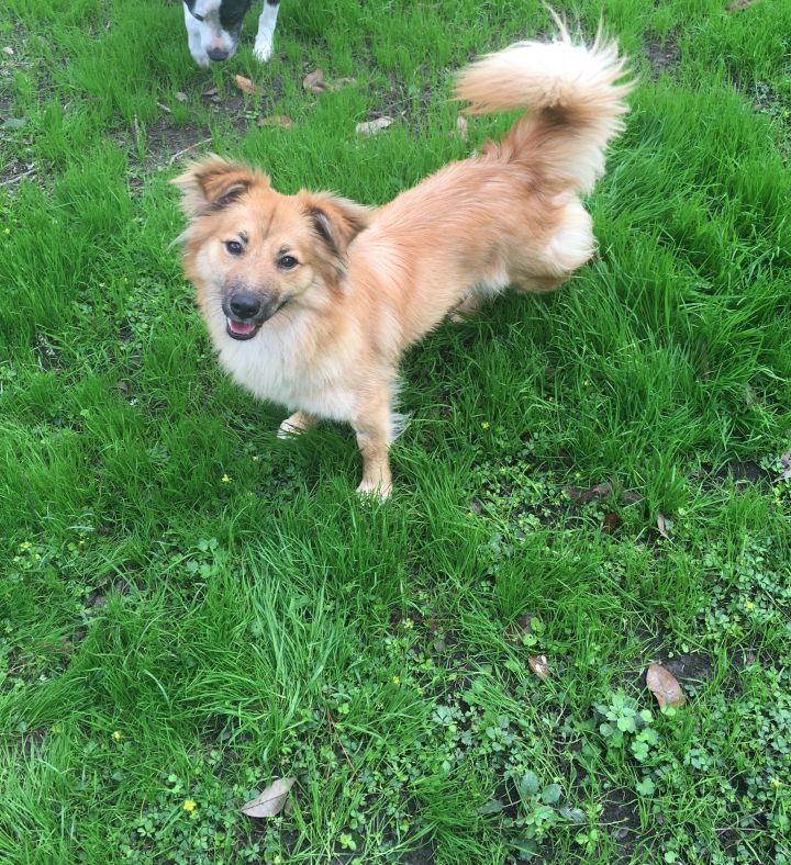 Sheltie store corgi mix