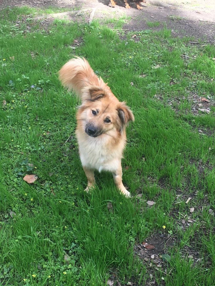 Sheltie best sale corgi mix