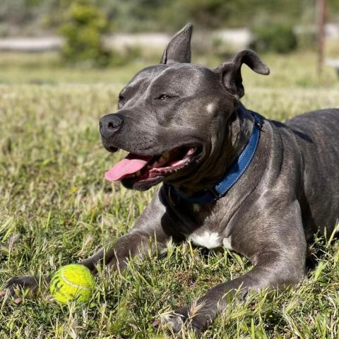 Lola, an adoptable American Staffordshire Terrier in Lompoc, CA, 93436 | Photo Image 2