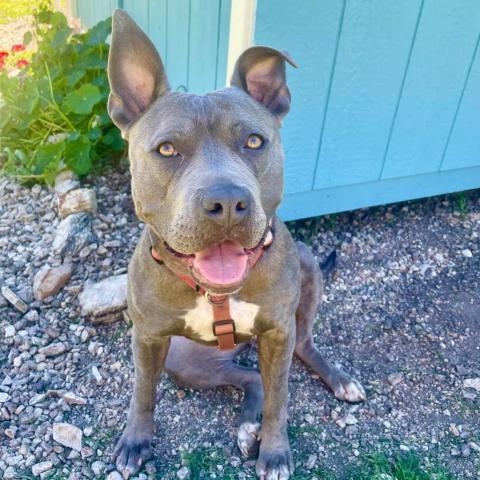 Lola, an adoptable American Staffordshire Terrier in Lompoc, CA, 93436 | Photo Image 4