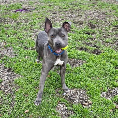 Lola, an adoptable American Staffordshire Terrier in Lompoc, CA, 93436 | Photo Image 5