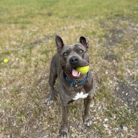 Lola, an adoptable American Staffordshire Terrier in Lompoc, CA, 93436 | Photo Image 6