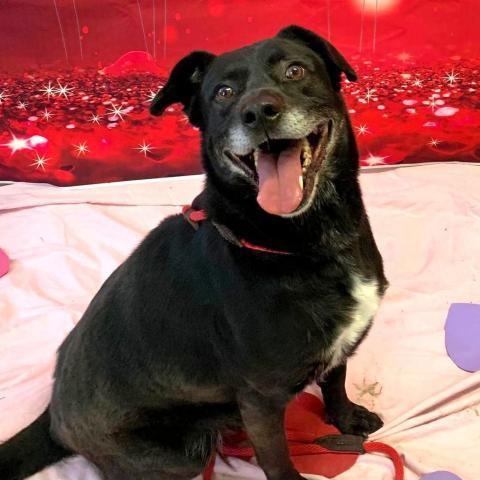 Baylor, an adoptable Labrador Retriever, Hound in Middletown, NY, 10940 | Photo Image 2