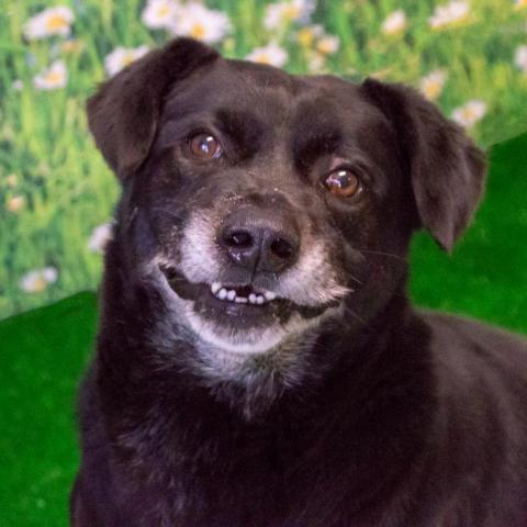 Baylor, an adoptable Labrador Retriever, Hound in Middletown, NY, 10940 | Photo Image 3