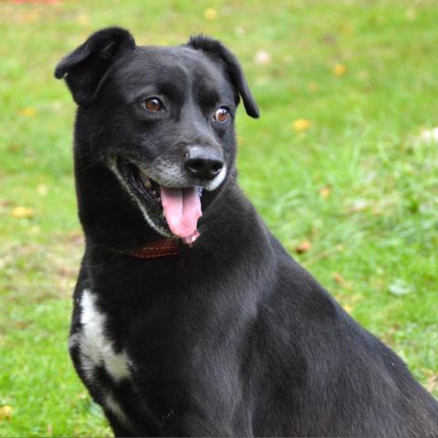 Baylor, an adoptable Labrador Retriever, Hound in Middletown, NY, 10940 | Photo Image 4