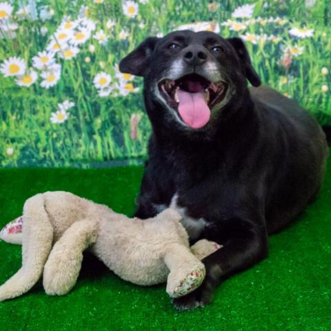 Baylor, an adoptable Labrador Retriever & Hound Mix in Middletown, NY_image-5