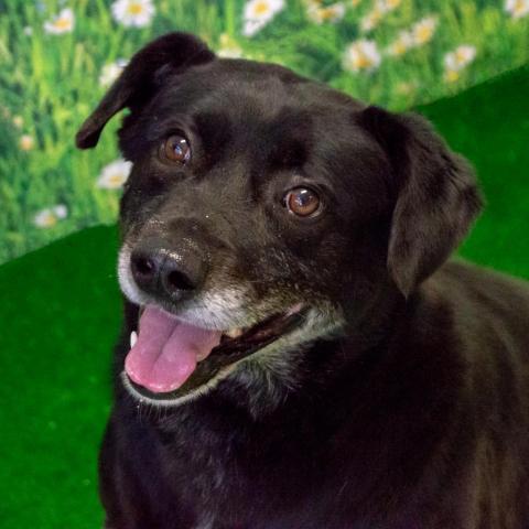 Baylor, an adoptable Labrador Retriever & Hound Mix in Middletown, NY_image-6