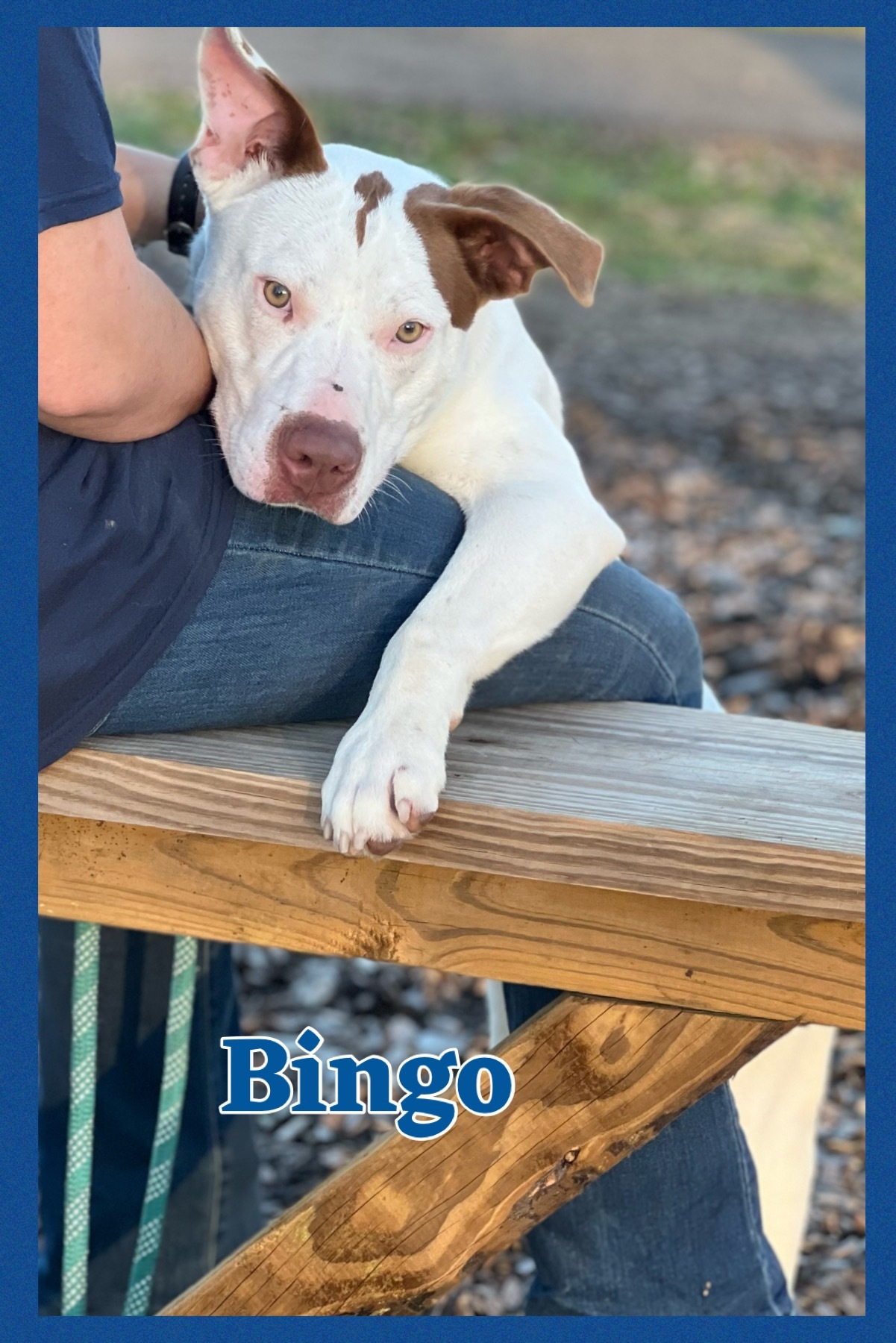 Bingo, an adoptable Terrier in Bolivar, TN, 38008 | Photo Image 3