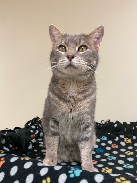 Axl, an adoptable Domestic Short Hair in Naperville, IL_image-1
