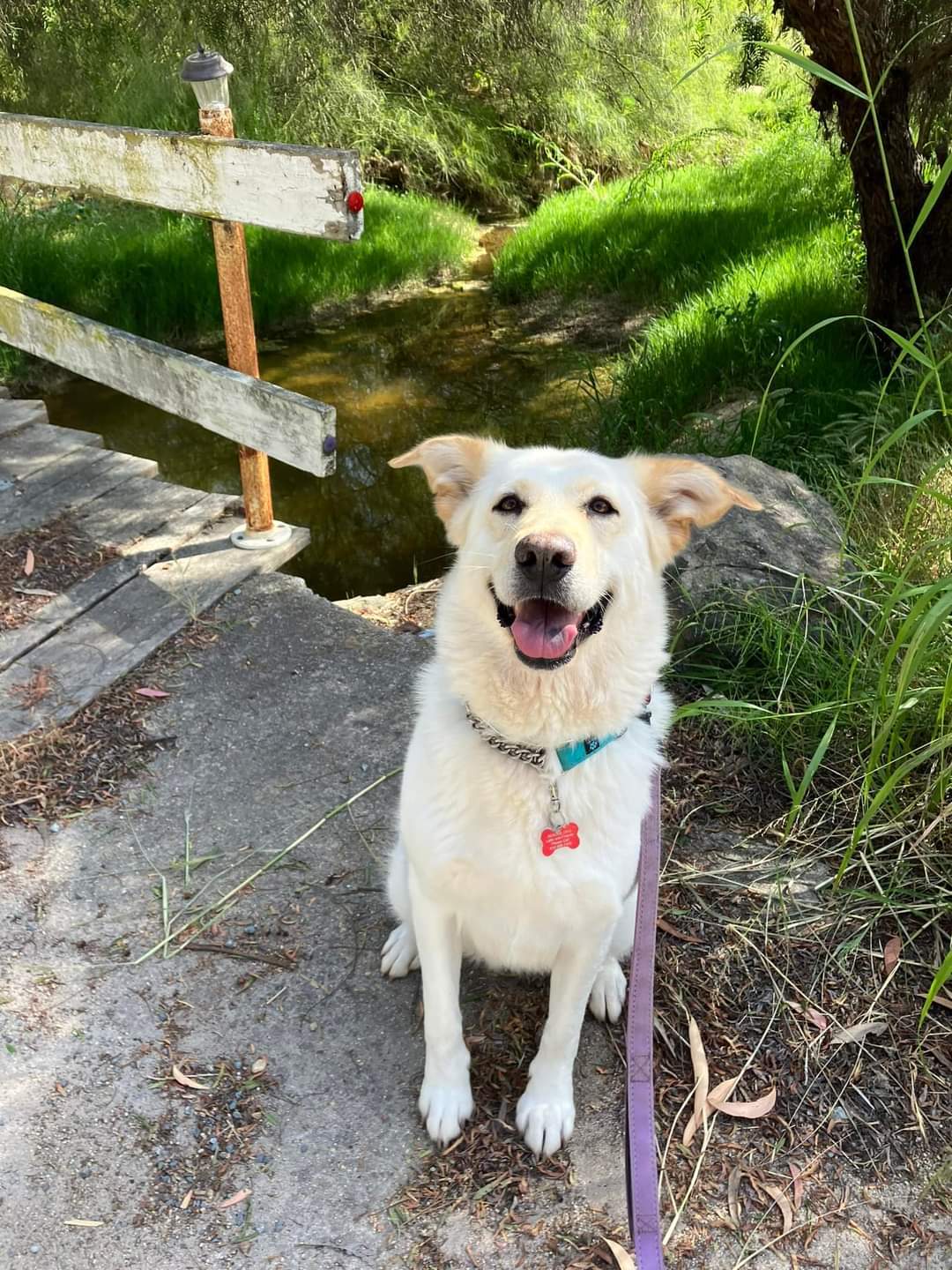 Twinkle, an adoptable Labrador Retriever, Shepherd in San Diego, CA, 92108 | Photo Image 1