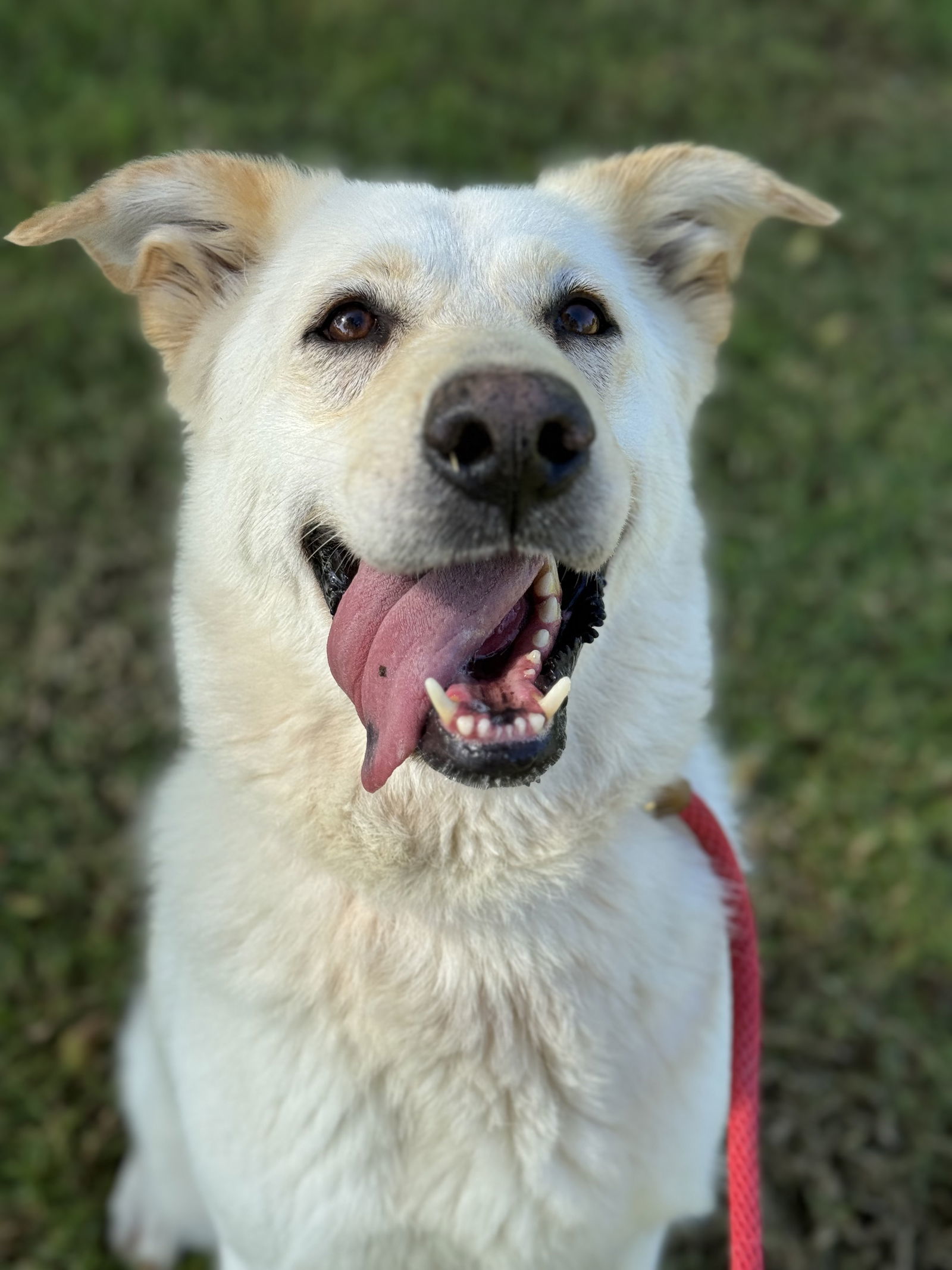 Twinkle, an adoptable Labrador Retriever, Shepherd in San Diego, CA, 92108 | Photo Image 2