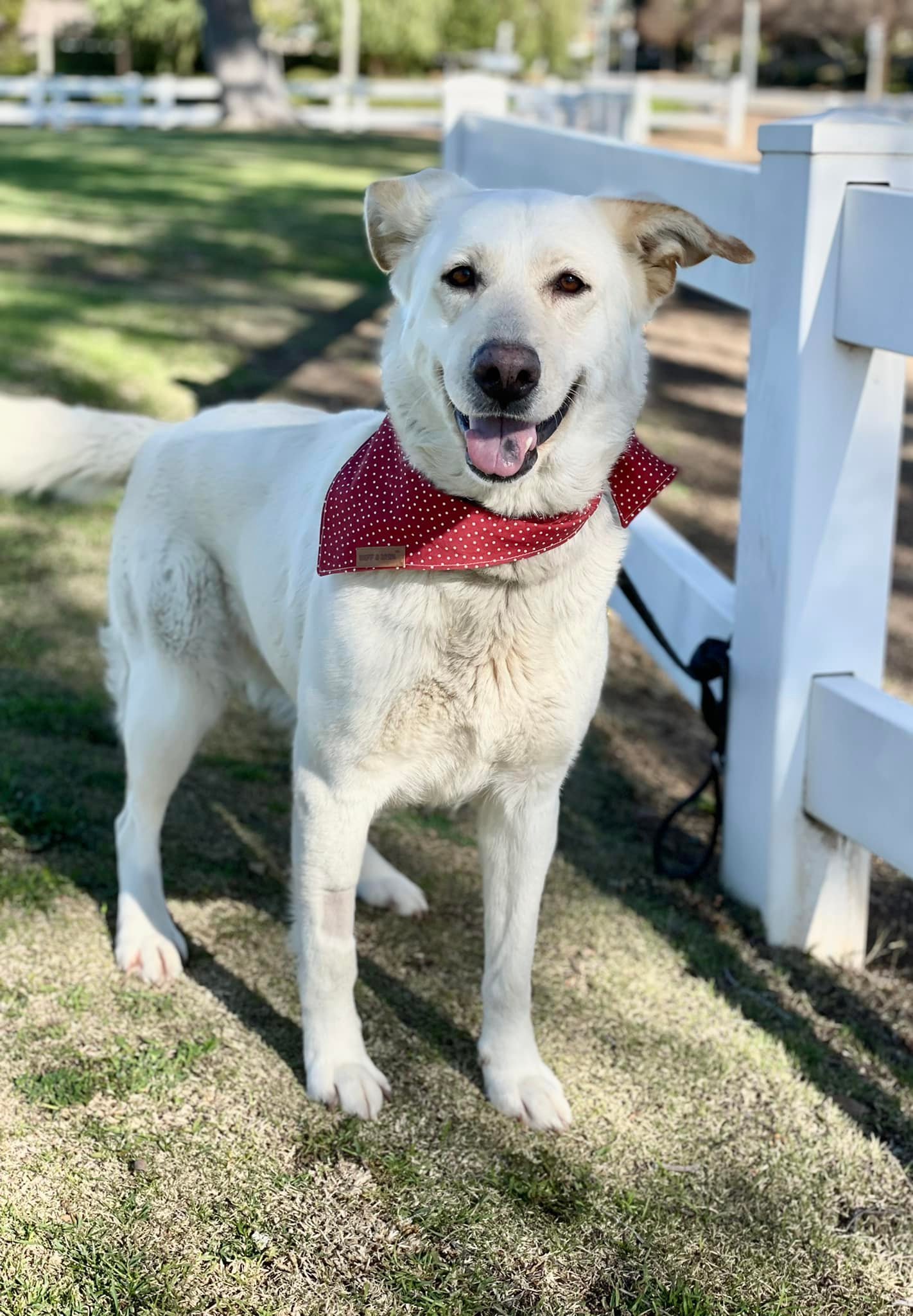 Twinkle, an adoptable Labrador Retriever, Shepherd in San Diego, CA, 92108 | Photo Image 3