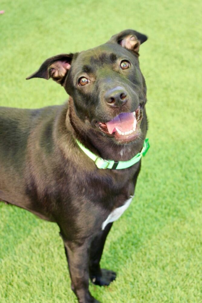 Haddie, an adoptable Terrier, Labrador Retriever in San Diego, CA, 92103 | Photo Image 1