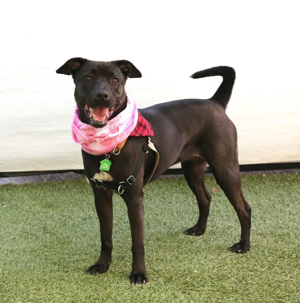 Haddie, an adoptable Terrier, Labrador Retriever in San Diego, CA, 92103 | Photo Image 2