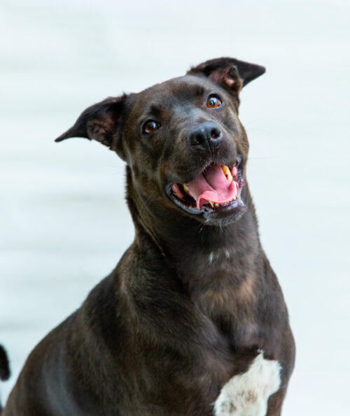 Haddie, an adoptable Terrier, Labrador Retriever in San Diego, CA, 92103 | Photo Image 3