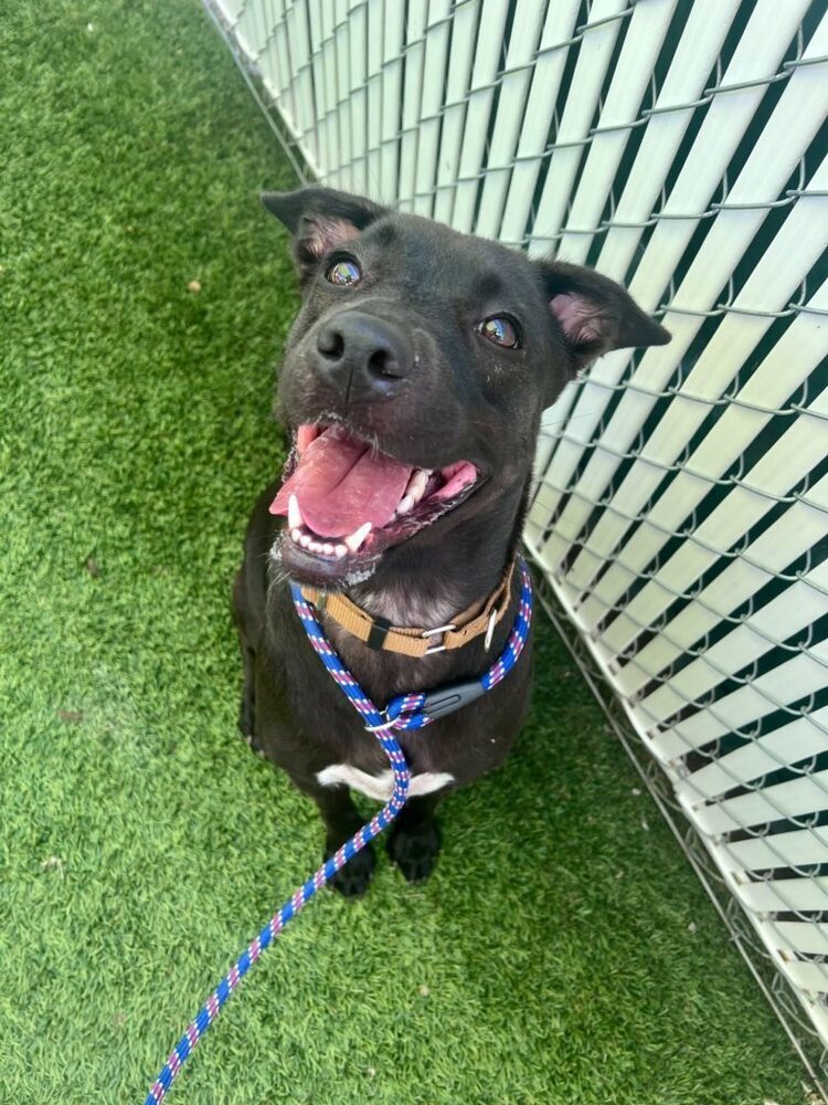 Haddie, an adoptable Terrier, Labrador Retriever in San Diego, CA, 92103 | Photo Image 5